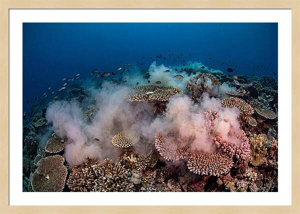 Coral Spawning Spectacle
