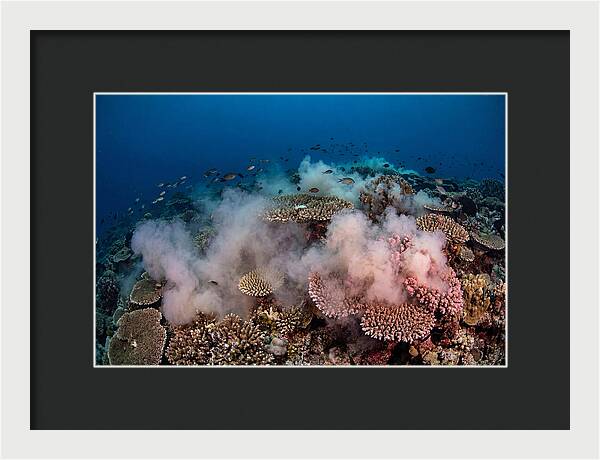 Coral Spawning Spectacle
