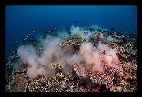 Coral Spawning Spectacle