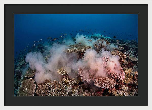 Coral Spawning Spectacle