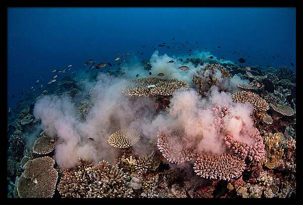 Coral Spawning Spectacle