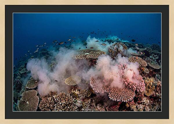 Coral Spawning Spectacle