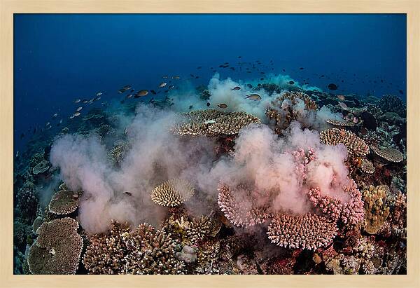 Coral Spawning Spectacle