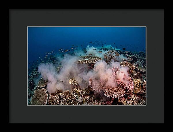 Coral Spawning Spectacle