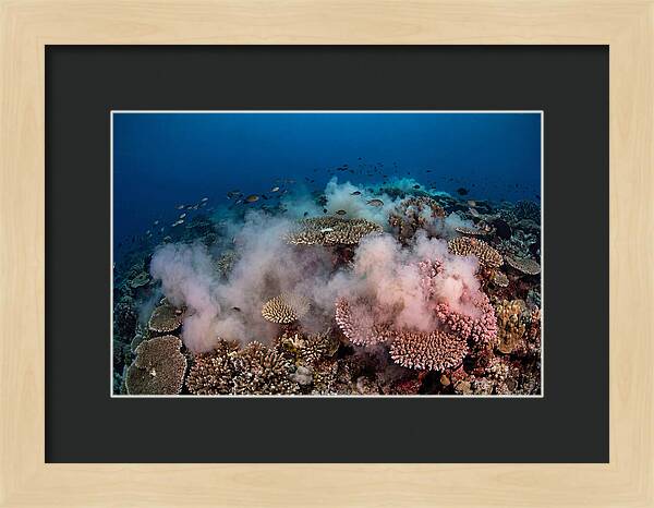 Coral Spawning Spectacle