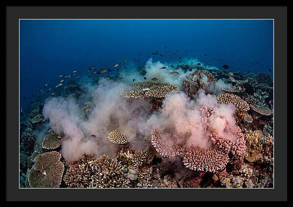 Coral Spawning Spectacle