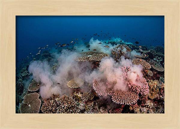 Coral Spawning Spectacle