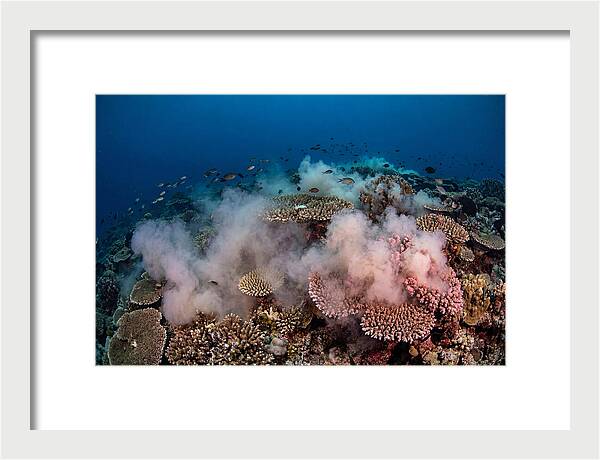 Coral Spawning Spectacle