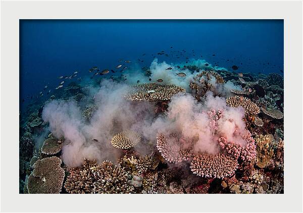 Coral Spawning Spectacle