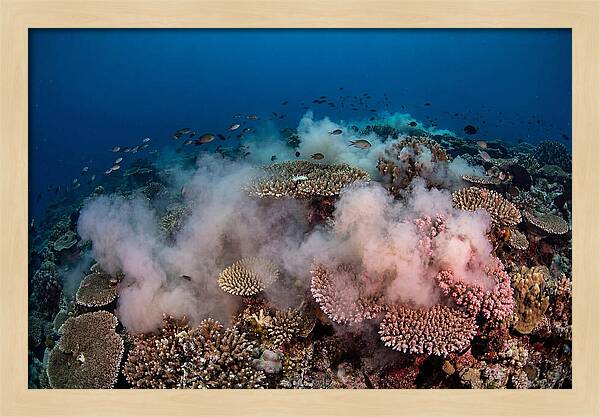 Coral Spawning Spectacle
