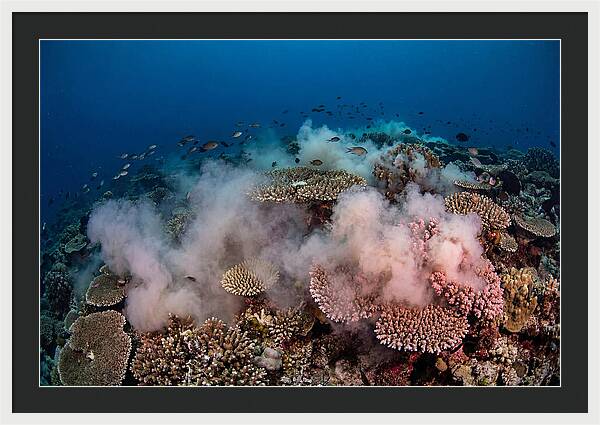 Coral Spawning Spectacle