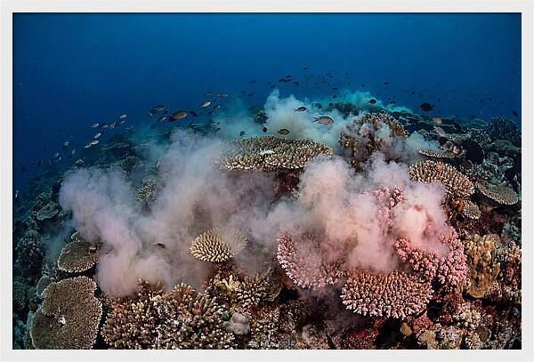 Coral Spawning Spectacle