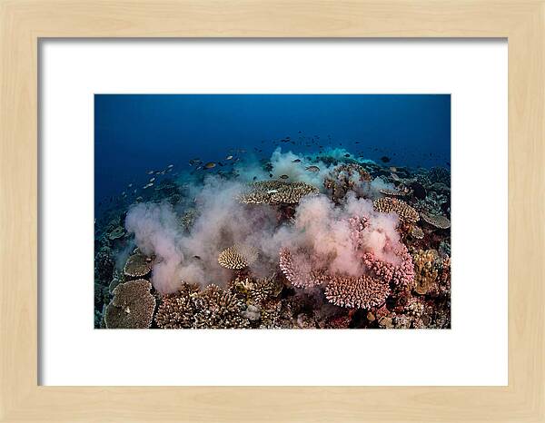 Coral Spawning Spectacle