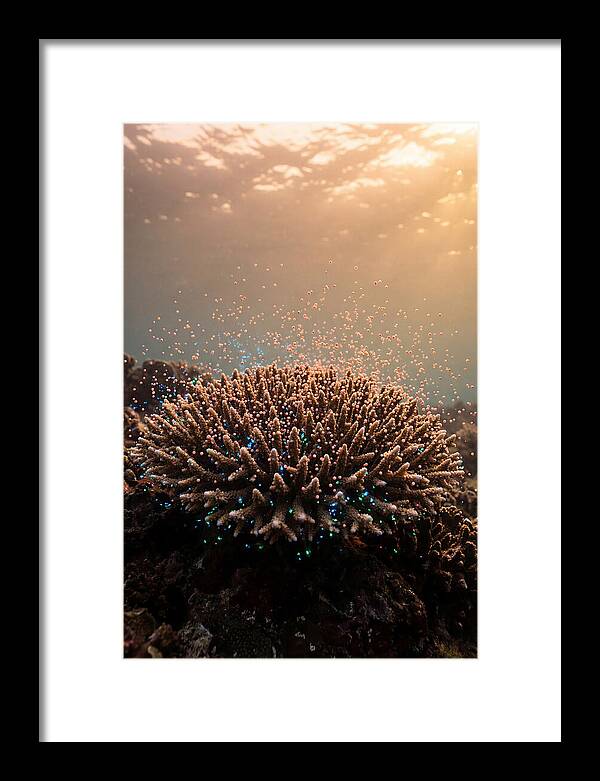 Coral Spawning Underwater Magic