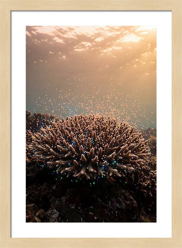 Coral Spawning Underwater Magic