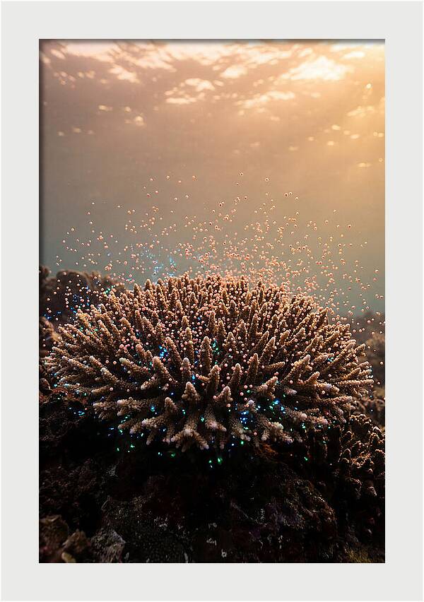 Coral Spawning Underwater Magic