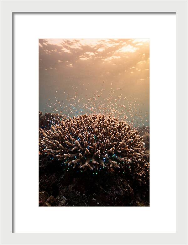 Coral Spawning Underwater Magic