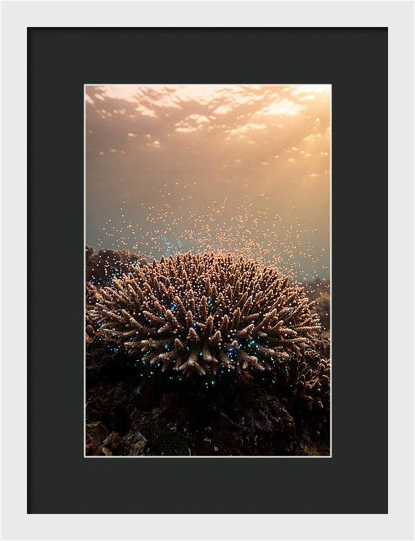 Coral Spawning Underwater Magic