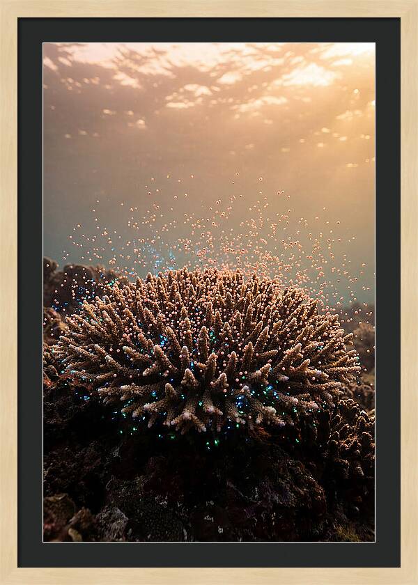 Coral Spawning Underwater Magic