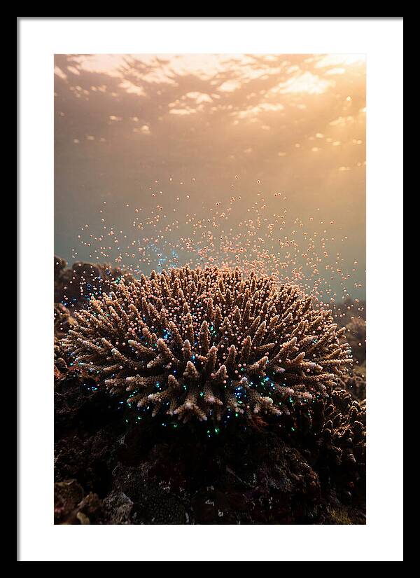 Coral Spawning Underwater Magic