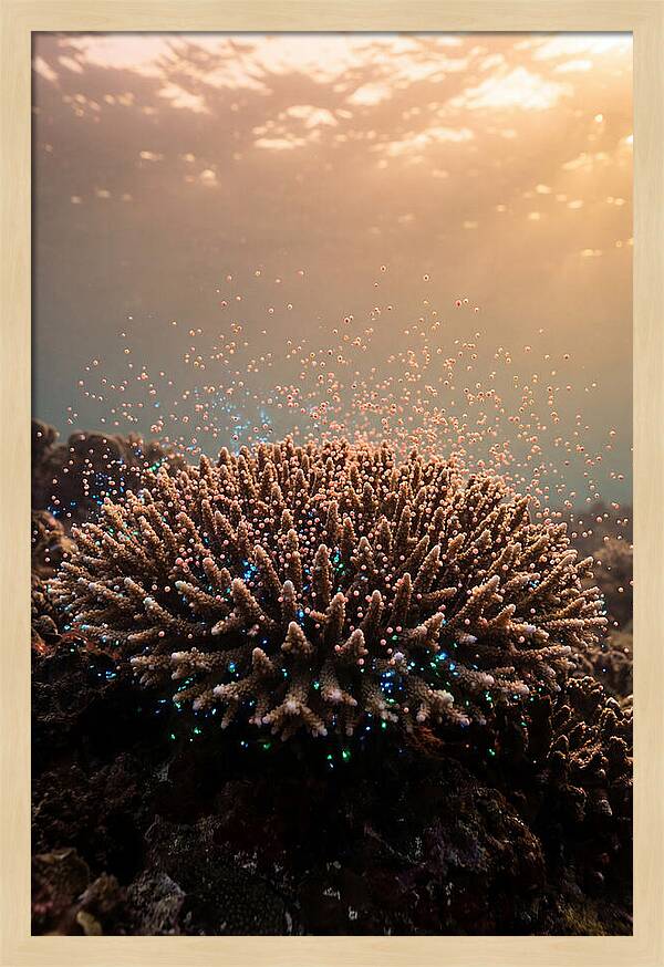 Coral Spawning Underwater Magic