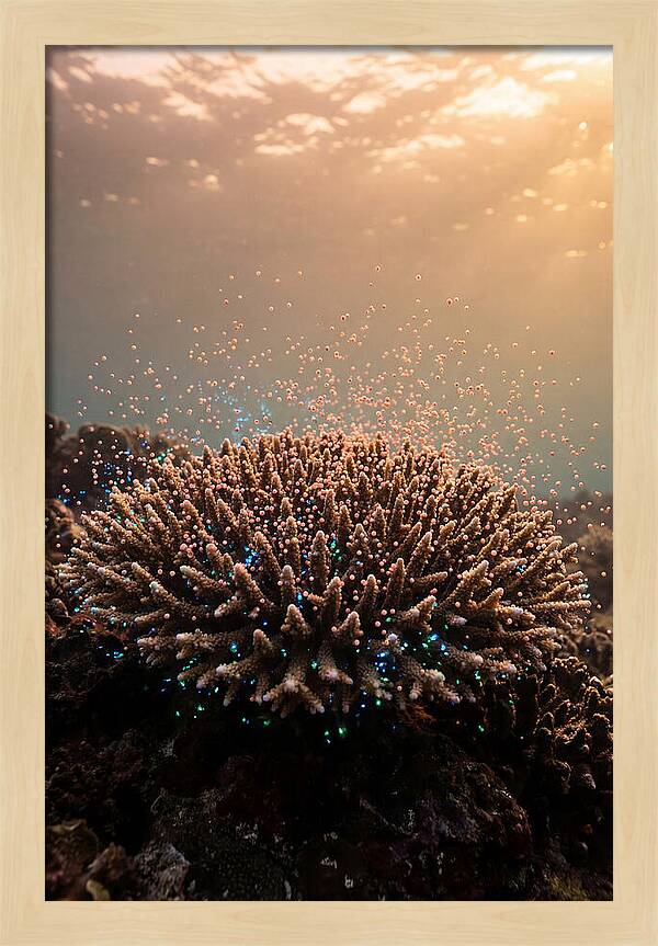 Coral Spawning Underwater Magic