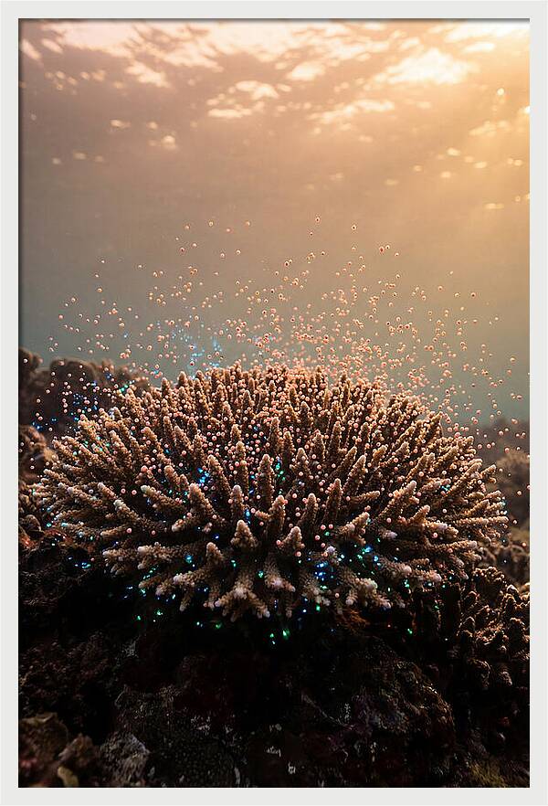 Coral Spawning Underwater Magic