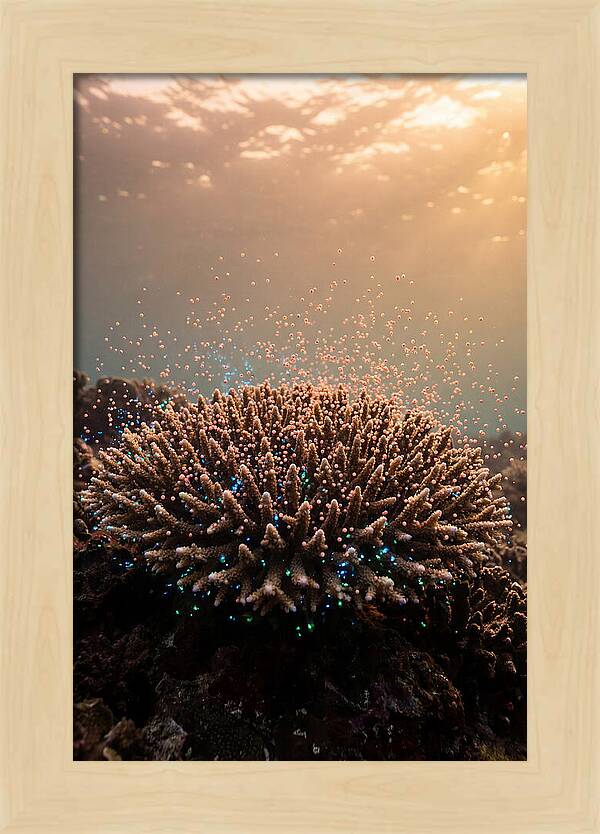 Coral Spawning Underwater Magic