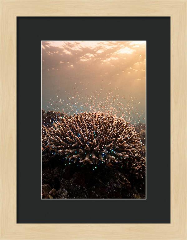 Coral Spawning Underwater Magic