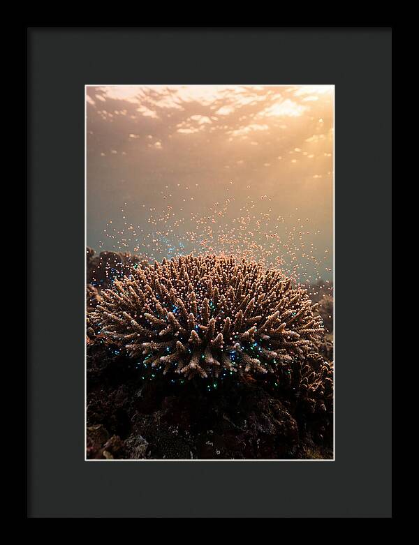 Coral Spawning Underwater Magic