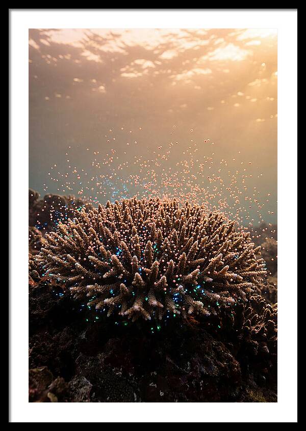 Coral Spawning Underwater Magic