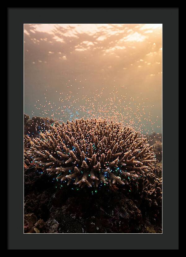 Coral Spawning Underwater Magic