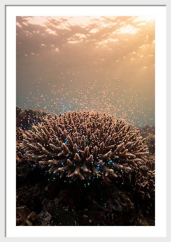 Coral Spawning Underwater Magic