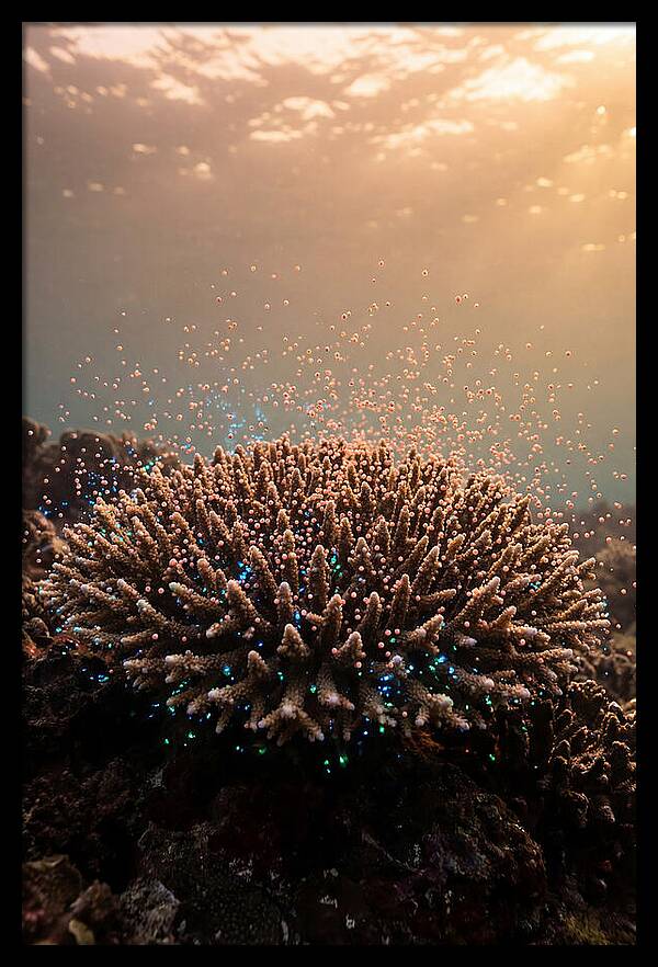 Coral Spawning Underwater Magic