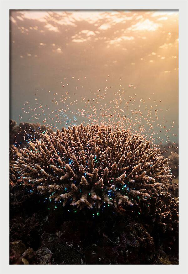 Coral Spawning Underwater Magic