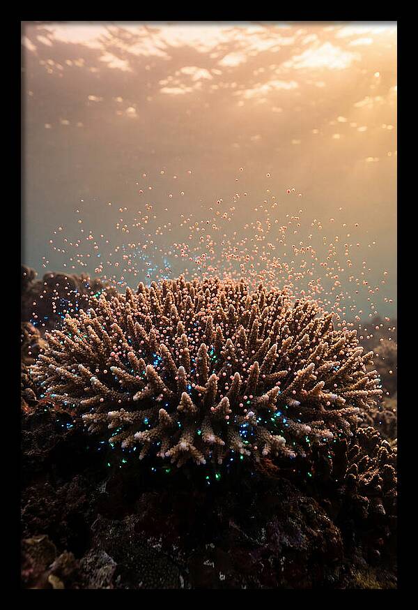 Coral Spawning Underwater Magic