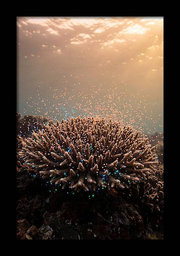 Coral Spawning Underwater Magic