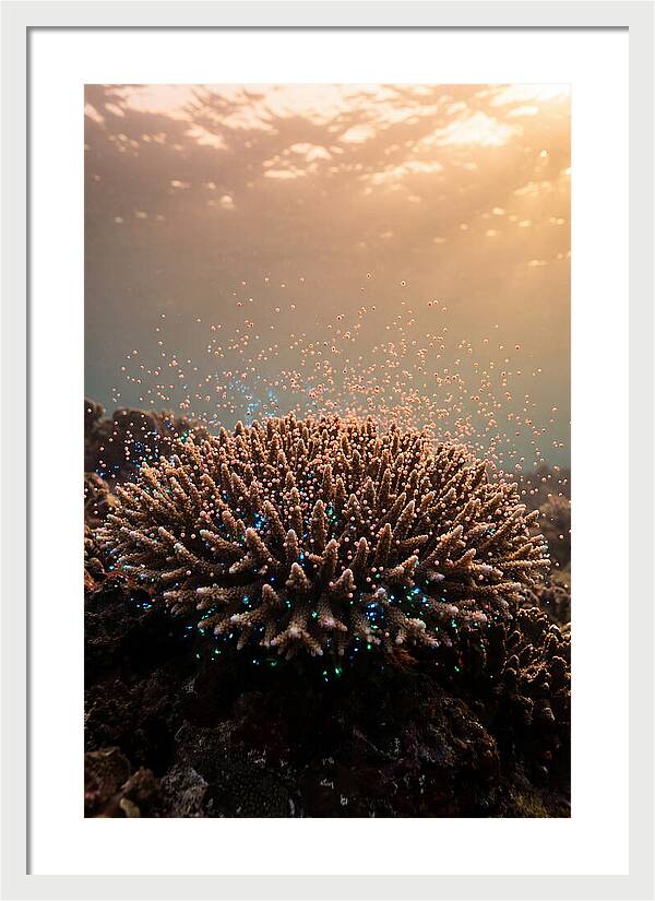 Coral Spawning Underwater Magic