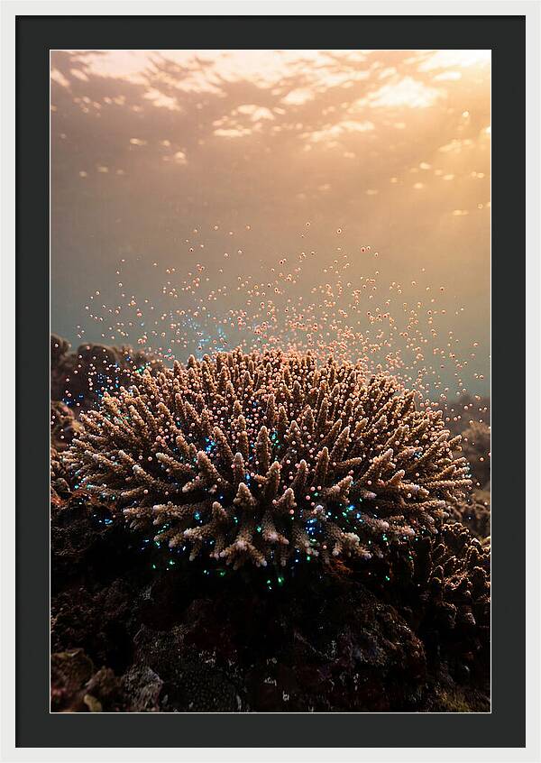 Coral Spawning Underwater Magic