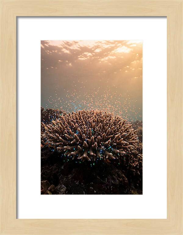 Coral Spawning Underwater Magic