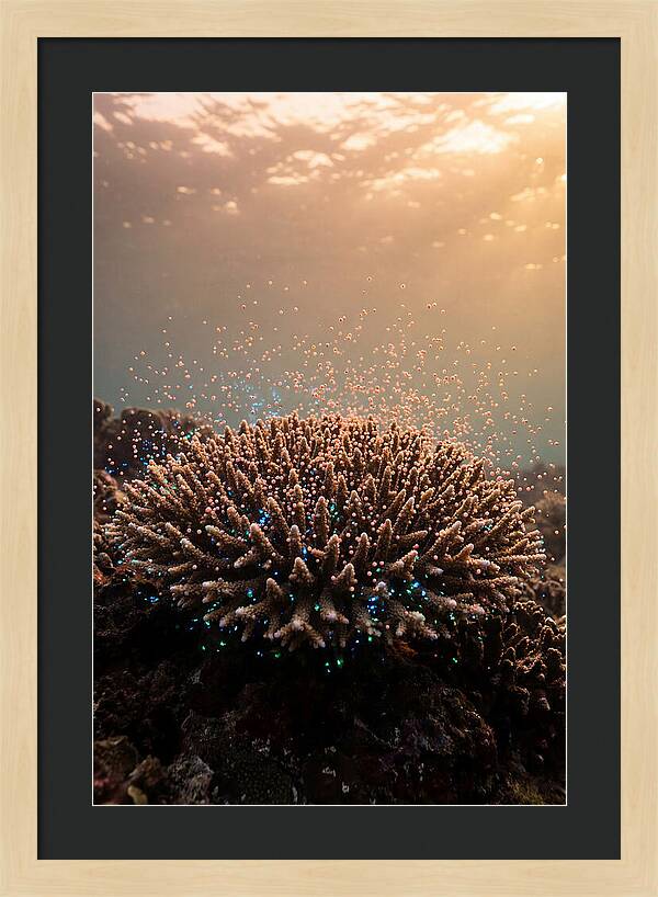 Coral Spawning Underwater Magic