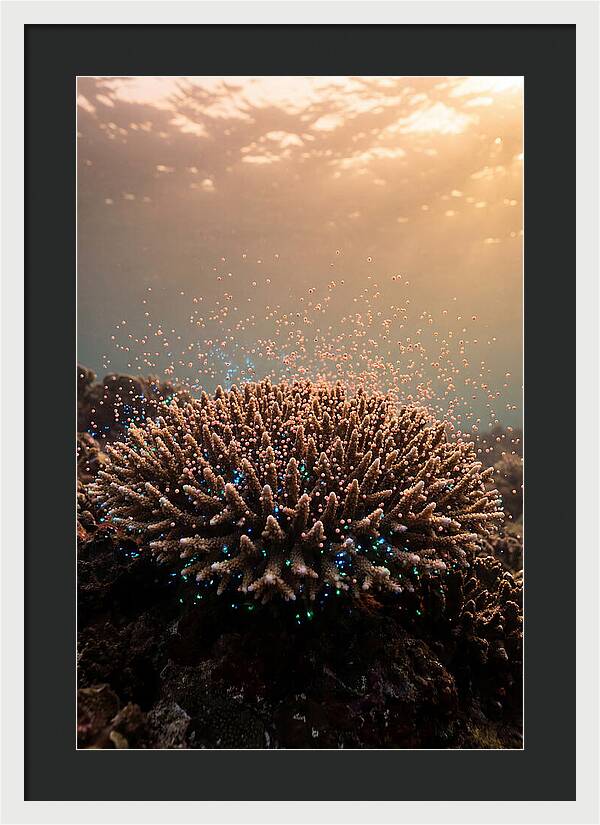 Coral Spawning Underwater Magic