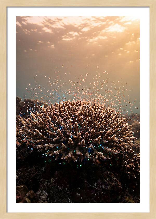 Coral Spawning Underwater Magic