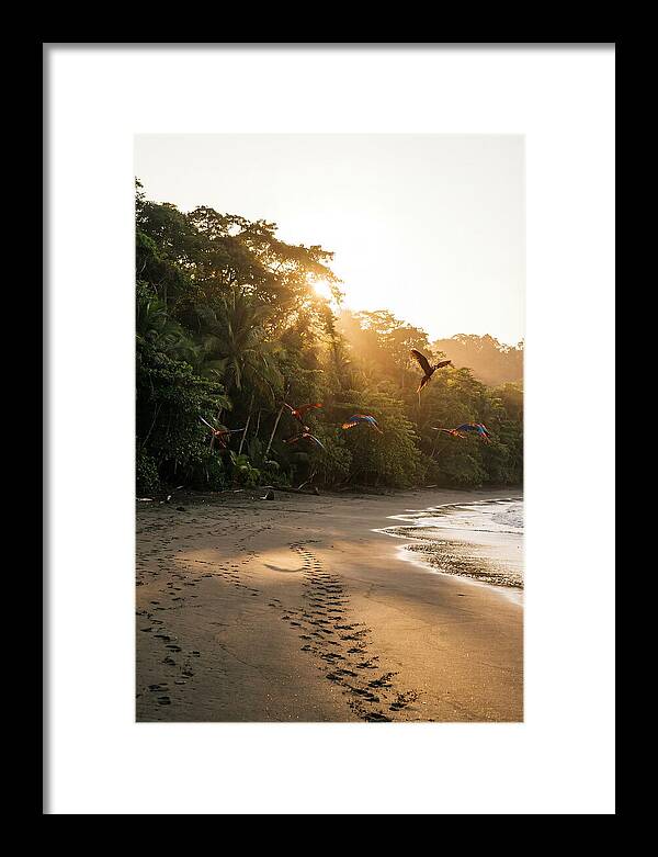 Corcovado National Park Serenity