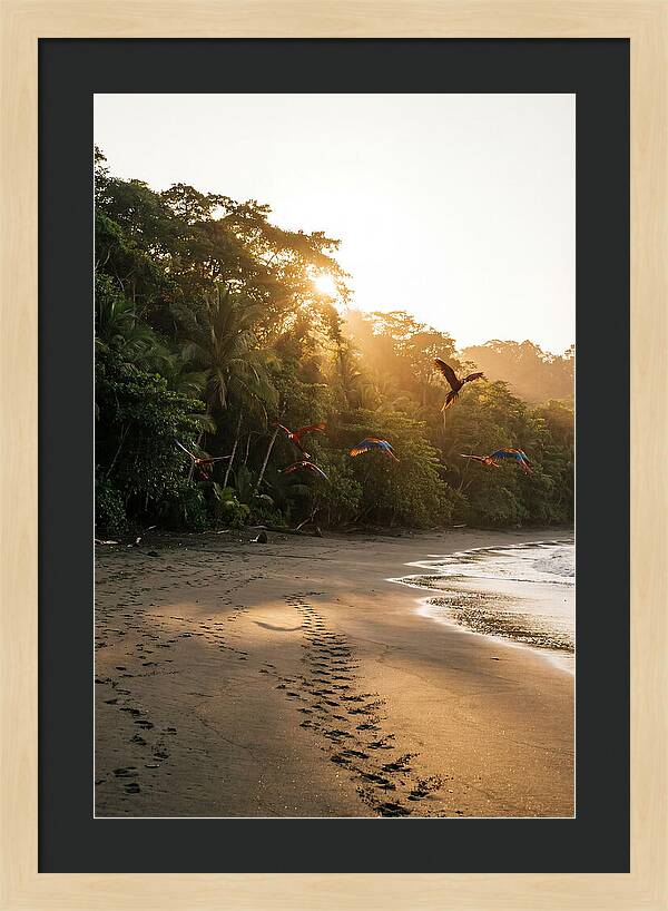 Corcovado National Park Serenity