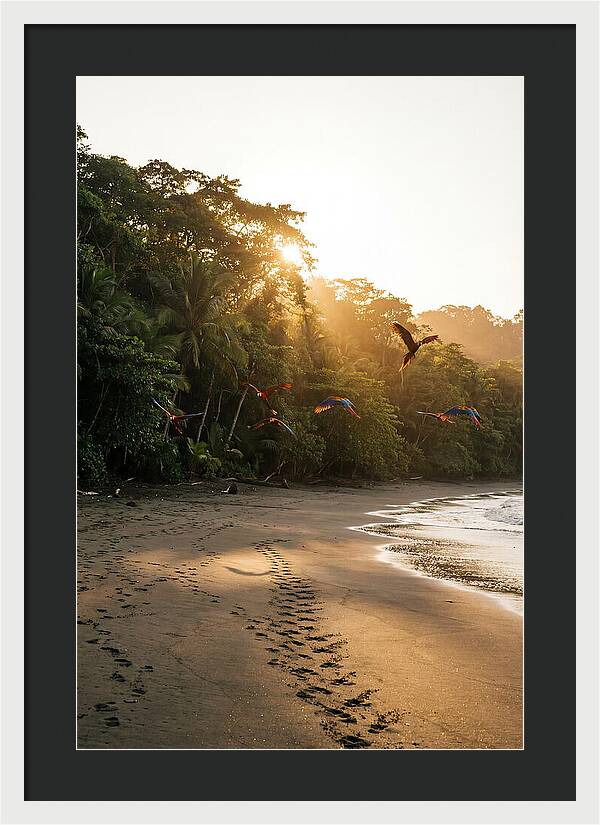 Corcovado National Park Serenity