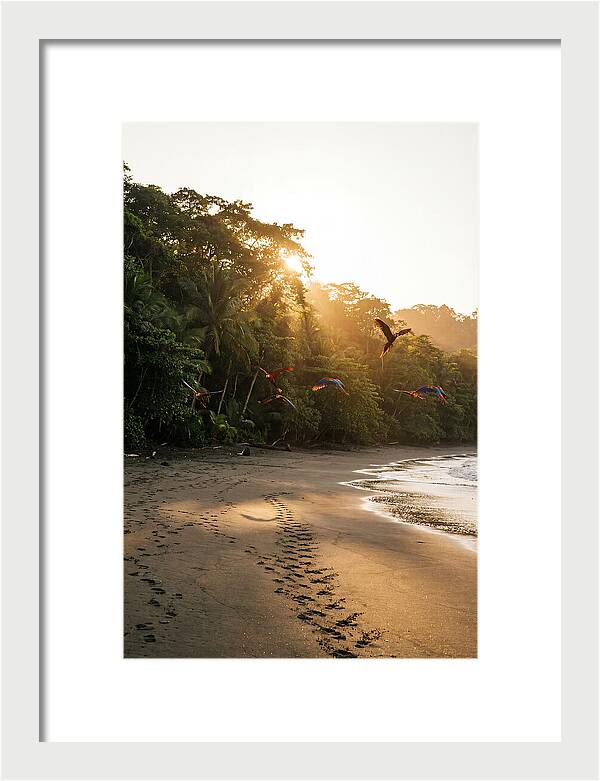 Corcovado National Park Serenity