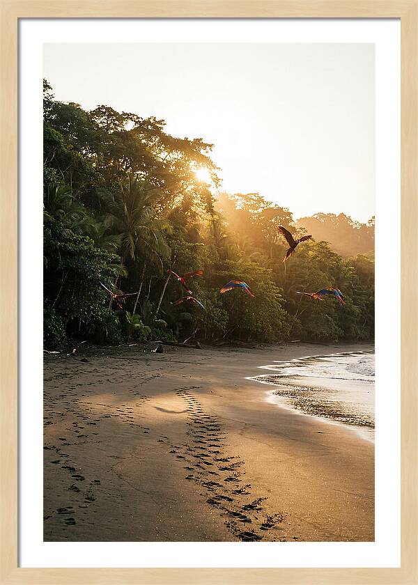 Corcovado National Park Serenity