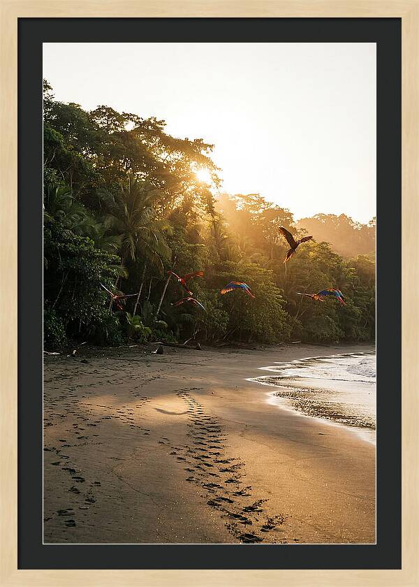 Corcovado National Park Serenity