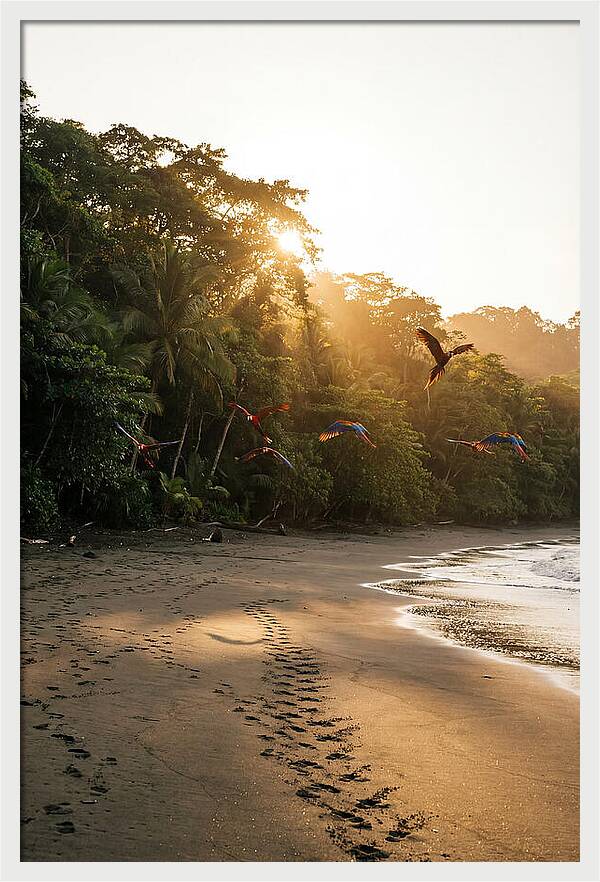 Corcovado National Park Serenity